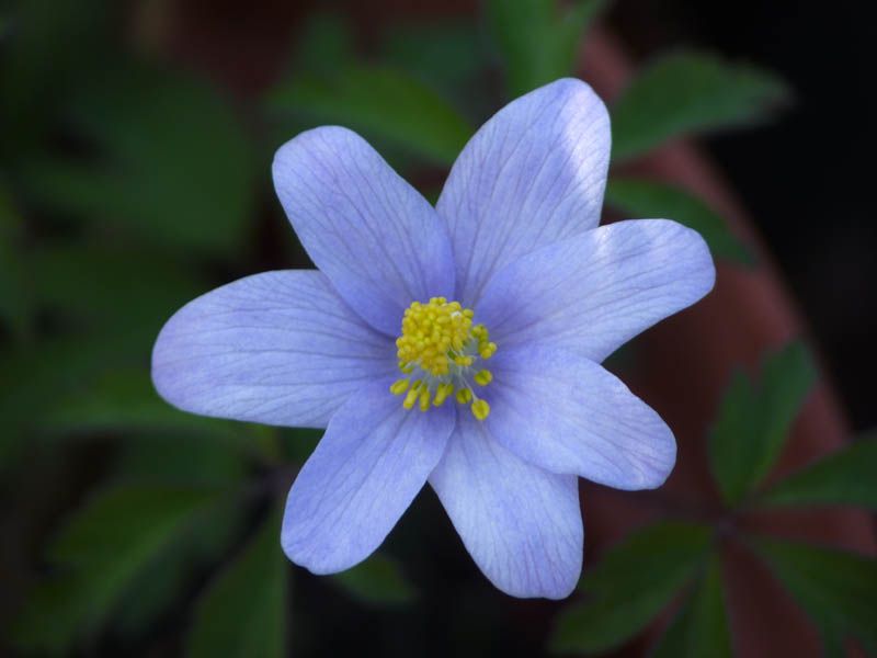 Anemone nemorosa 'Allenii'